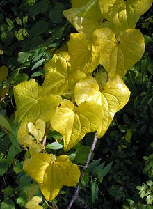 Dioscorea communis (Dioscoreaceae)  - Tamier commun, Herbe aux femmes battues - Black Bryony Pas-de-Calais [France] 09/10/2005 - 130m