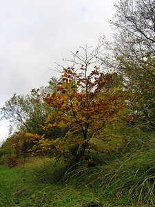 Fagus sylvatica (Fagaceae)  - Fayard, Hêtre commun - Beech Pas-de-Calais [France] 29/10/2005 - 100m