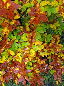 Fagus sylvatica (Fagaceae)  - Fayard, Hêtre commun - Beech Pas-de-Calais [France] 29/10/2005 - 100m