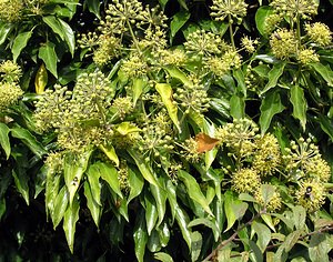 Hedera helix (Araliaceae)  - Lierre grimpant, Herbe de saint Jean, Lierre commun - English ivy, Common ivy, European ivy, Ivy, Needlepoint ivy, Ripple ivy Pas-de-Calais [France] 09/10/2005 - 130m