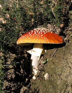 Amanita muscaria (Amanitaceae)  - Amanite tue-mouches, Fausse oronge - Fly Agaric Pas-de-Calais [France] 19/11/2005 - 70m