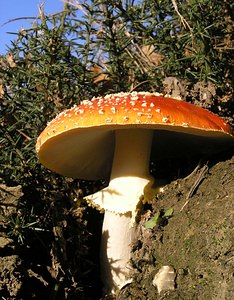 Amanita muscaria (Amanitaceae)  - Amanite tue-mouches, Fausse oronge - Fly Agaric Pas-de-Calais [France] 19/11/2005 - 70m