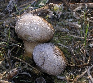 Lycoperdon perlatum (Lycoperdaceae)  - Vesse de loup perlée - Common Puffball Pas-de-Calais [France] 19/11/2005 - 60m