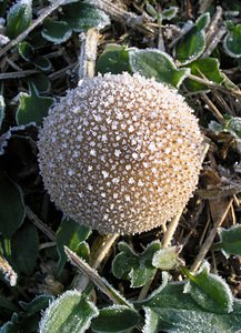 Lycoperdon perlatum (Lycoperdaceae)  - Vesse de loup perlée - Common Puffball Pas-de-Calais [France] 19/11/2005 - 60m