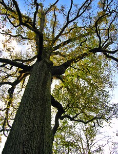 Quercus  (Fagaceae)  - Chêne - oaks Ardennes [France] 13/11/2005 - 180m