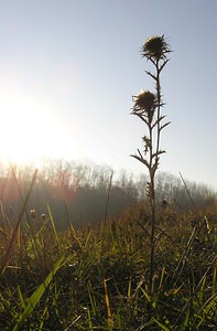 Carlina vulgaris Carline commune, Chardon doré Carline Thistle