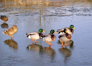 Anas platyrhynchos (Anatidae)  - Canard colvert - Mallard Nord [France] 28/01/2006 - 50m