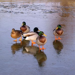 Anas platyrhynchos (Anatidae)  - Canard colvert - Mallard Nord [France] 28/01/2006 - 50m