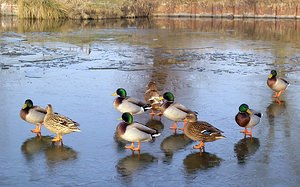 Anas platyrhynchos (Anatidae)  - Canard colvert - Mallard Nord [France] 28/01/2006 - 50m