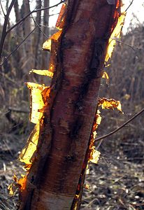 Betula pendula (Betulaceae)  - Bouleau pleureur, Bouleau verruqueux, Boulard - Silver Birch Nord [France] 14/01/2006