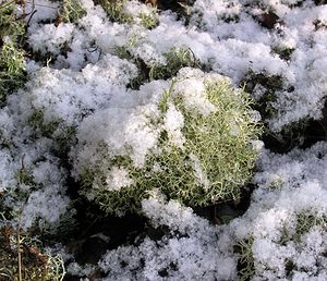 Cladonia portentosa (Cladoniaceae)  Nord [France] 07/01/2006 - 50m