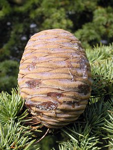 Cedrus atlantica (Pinaceae)  - Cèdre de l'Atlas - Atlas Cedar Oise [France] 11/02/2006 - 110m