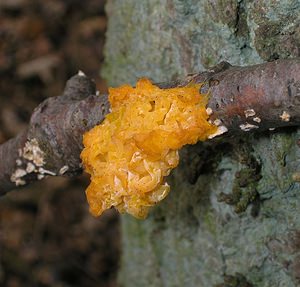 Tremella aurantia (Tremellaceae)  Oise [France] 11/02/2006 - 110mparasite des stereum que l'on voit de part et d'autre