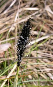 Eriophorum vaginatum (Cyperaceae)  - Linaigrette vaginée, Linaigrette engainée, Linaigrette à feuilles engainantes - Hare's-tail Cottongrass Aisne [France] 18/03/2006 - 100m