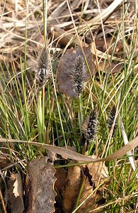 Eriophorum vaginatum (Cyperaceae)  - Linaigrette vaginée, Linaigrette engainée, Linaigrette à feuilles engainantes - Hare's-tail Cottongrass Aisne [France] 18/03/2006 - 100m