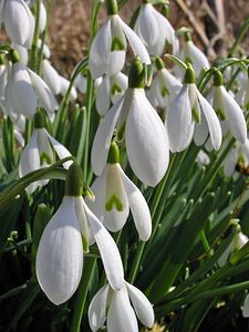 Galanthus nivalis (Amaryllidaceae)  - Perce-neige - Snowdrop Aisne [France] 18/03/2006 - 70m