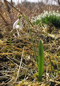 Galanthus nivalis (Amaryllidaceae)  - Perce-neige - Snowdrop Aisne [France] 18/03/2006 - 70m