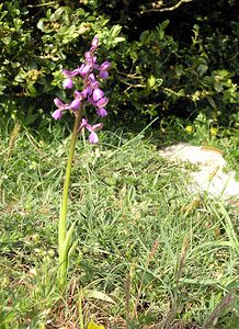 Anacamptis morio (Orchidaceae)  - Anacamptide bouffon, Orchis bouffon Aude [France] 26/04/2006 - 780m
