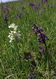 Anacamptis morio (Orchidaceae)  - Anacamptide bouffon, Orchis bouffon Cantal [France] 30/04/2006 - 650m