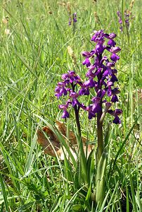 Anacamptis morio (Orchidaceae)  - Anacamptide bouffon, Orchis bouffon Cantal [France] 30/04/2006 - 650m