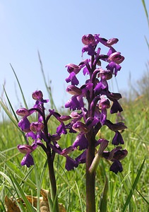 Anacamptis morio (Orchidaceae)  - Anacamptide bouffon, Orchis bouffon Cantal [France] 30/04/2006 - 650m