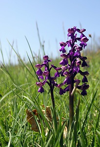 Anacamptis morio (Orchidaceae)  - Anacamptide bouffon, Orchis bouffon Cantal [France] 30/04/2006 - 650m