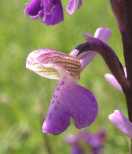 Anacamptis morio (Orchidaceae)  - Anacamptide bouffon, Orchis bouffon Cantal [France] 30/04/2006 - 650m