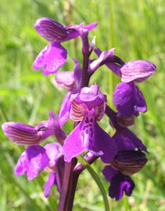 Anacamptis morio (Orchidaceae)  - Anacamptide bouffon, Orchis bouffon Cantal [France] 30/04/2006 - 650m