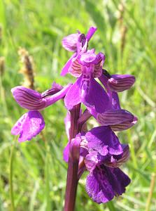 Anacamptis morio (Orchidaceae)  - Anacamptide bouffon, Orchis bouffon Cantal [France] 30/04/2006 - 650m