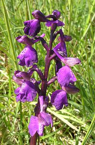 Anacamptis morio (Orchidaceae)  - Anacamptide bouffon, Orchis bouffon Cantal [France] 30/04/2006 - 650m