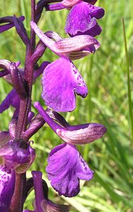 Anacamptis morio (Orchidaceae)  - Anacamptide bouffon, Orchis bouffon Cantal [France] 30/04/2006 - 650m