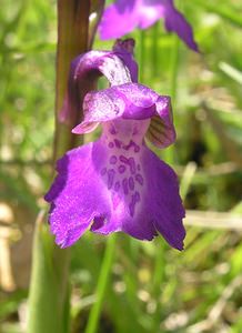 Anacamptis morio (Orchidaceae)  - Anacamptide bouffon, Orchis bouffon Cantal [France] 30/04/2006 - 650m