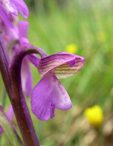 Anacamptis morio subsp. picta (Orchidaceae)  - Anacamptide peinte, Orchis peint Aude [France] 22/04/2006 - 380m