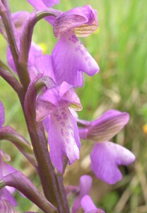 Anacamptis morio subsp. picta (Orchidaceae)  - Anacamptide peinte, Orchis peint Aude [France] 22/04/2006 - 380m