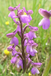 Anacamptis morio subsp. picta (Orchidaceae)  - Anacamptide peinte, Orchis peint Aude [France] 22/04/2006 - 380m