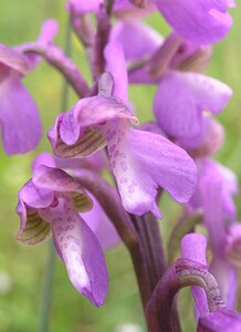 Anacamptis morio subsp. picta (Orchidaceae)  - Anacamptide peinte, Orchis peint Aude [France] 22/04/2006 - 380m