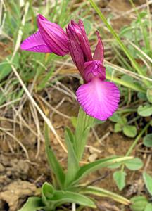 Anacamptis papilionacea (Orchidaceae)  - Anacamptide papilionacée, Orchis papillon Aude [France] 25/04/2006 - 210m