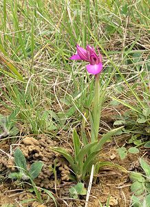 Anacamptis papilionacea (Orchidaceae)  - Anacamptide papilionacée, Orchis papillon Aude [France] 25/04/2006 - 210m