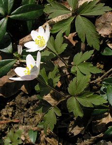 Anemone nemorosa (Ranunculaceae)  - Anémone des bois, Anémone sylvie - Wood Anemone Pas-de-Calais [France] 01/04/2006 - 60m