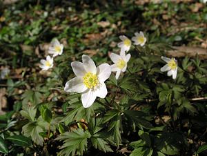 Anemone nemorosa (Ranunculaceae)  - Anémone des bois, Anémone sylvie - Wood Anemone Pas-de-Calais [France] 01/04/2006 - 60m