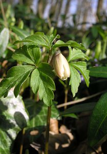 Anemone nemorosa (Ranunculaceae)  - Anémone des bois, Anémone sylvie - Wood Anemone Pas-de-Calais [France] 01/04/2006 - 60m