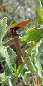 Aristolochia pistolochia (Aristolochiaceae)  - Aristoloche pistoloche, Pistoloche Gard [France] 17/04/2006 - 460m