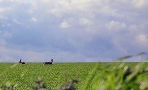 Capreolus capreolus (Cervidae)  - Chevreuil européen, Chevreuil, Brocard (mâle), Chevrette (femelle) - Roe Deer Marne [France] 08/04/2006 - 170m