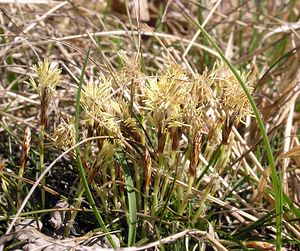 Carex caryophyllea (Cyperaceae)  - Laîche caryophyllée, Laîche printanière, Laîche du printemps - Spring Sedge Aisne [France] 08/04/2006 - 180m