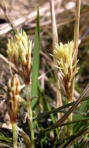 Carex caryophyllea (Cyperaceae)  - Laîche caryophyllée, Laîche printanière, Laîche du printemps - Spring Sedge Aisne [France] 08/04/2006 - 180m