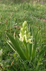 Dactylorhiza insularis (Orchidaceae)  - Orchis de Corse, Dactylorhize de Corse Aude [France] 26/04/2006 - 780m