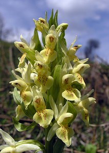 Dactylorhiza sambucina (Orchidaceae)  - Dactylorhize sureau, Orchis sureau Herault [France] 20/04/2006 - 760m