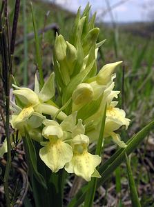 Dactylorhiza sambucina (Orchidaceae)  - Dactylorhize sureau, Orchis sureau Herault [France] 20/04/2006 - 760m