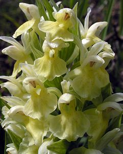 Dactylorhiza sambucina (Orchidaceae)  - Dactylorhize sureau, Orchis sureau Herault [France] 20/04/2006 - 750m