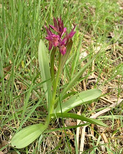 Dactylorhiza sambucina (Orchidaceae)  - Dactylorhize sureau, Orchis sureau Aude [France] 24/04/2006 - 970m